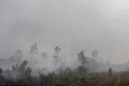 Jutaan hektar gambut rusak, RI kekurangan 493 ribu sekat kanal untuk cegah kebakaran