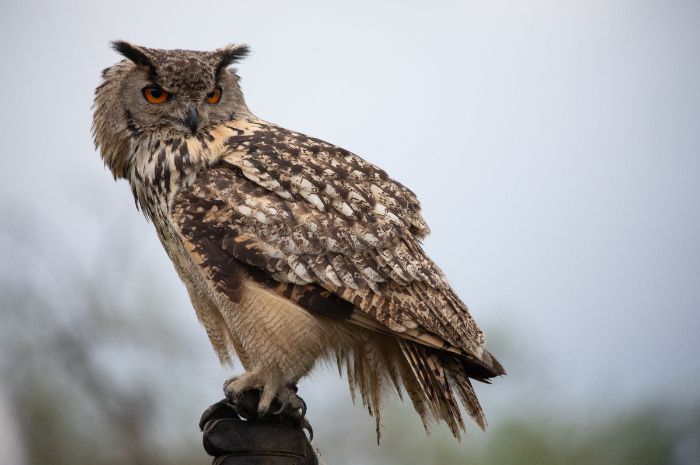 Makna mimpi burung hantu: tanda bijak atau peringatan?