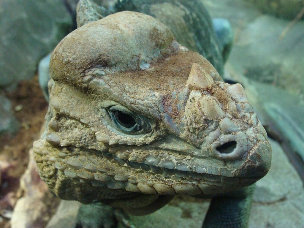4 Fakta Menarik Cyclura cornuta, Punya Cula Mirip Badak