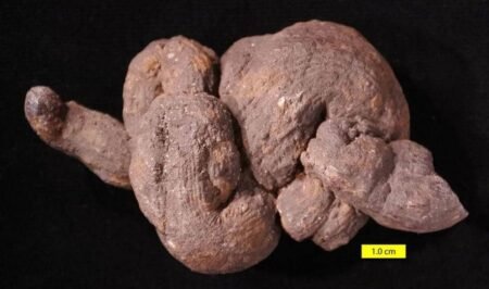 7 fakta menarik tentang koprolit, fosil kotoran ancient
