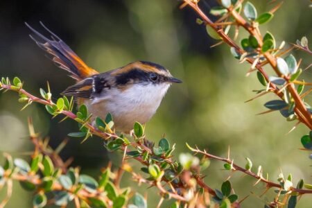 5 Fakta Menarik Thorn Tailed Rayadito, Burung Hutan Berduri