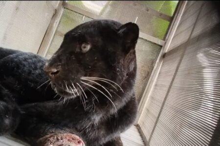 Macan Kumbang Masuk Pekarangan Warga, Diduga Turun Gunung Karena Alasan Ini