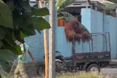 Sejarah Orang utan Solo Safari Lepas, Pengaman Listrik Rusak hingga Warung Hancur
