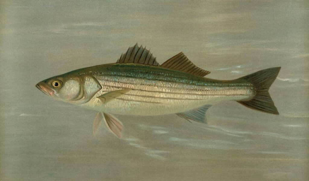 7 Ikan Hebat yang Berenang Melawan Arus